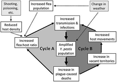 Prairie Dogs, Persistent Plague, Flocking Fleas, and Pernicious Positive Feedback